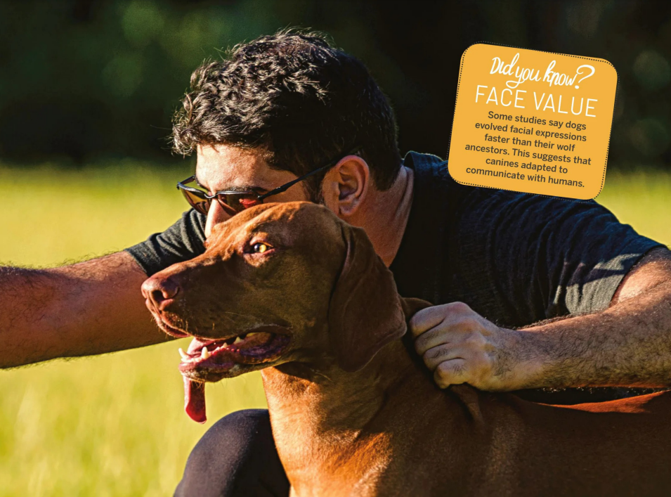 چگونه با سگ ها صحبت کنیم؟