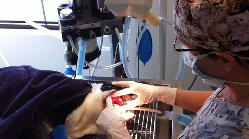 [ویژه دامپزشک] دوره آموزشی تئوری و عملی بیهوشی در دام‌های کوچک (۱)