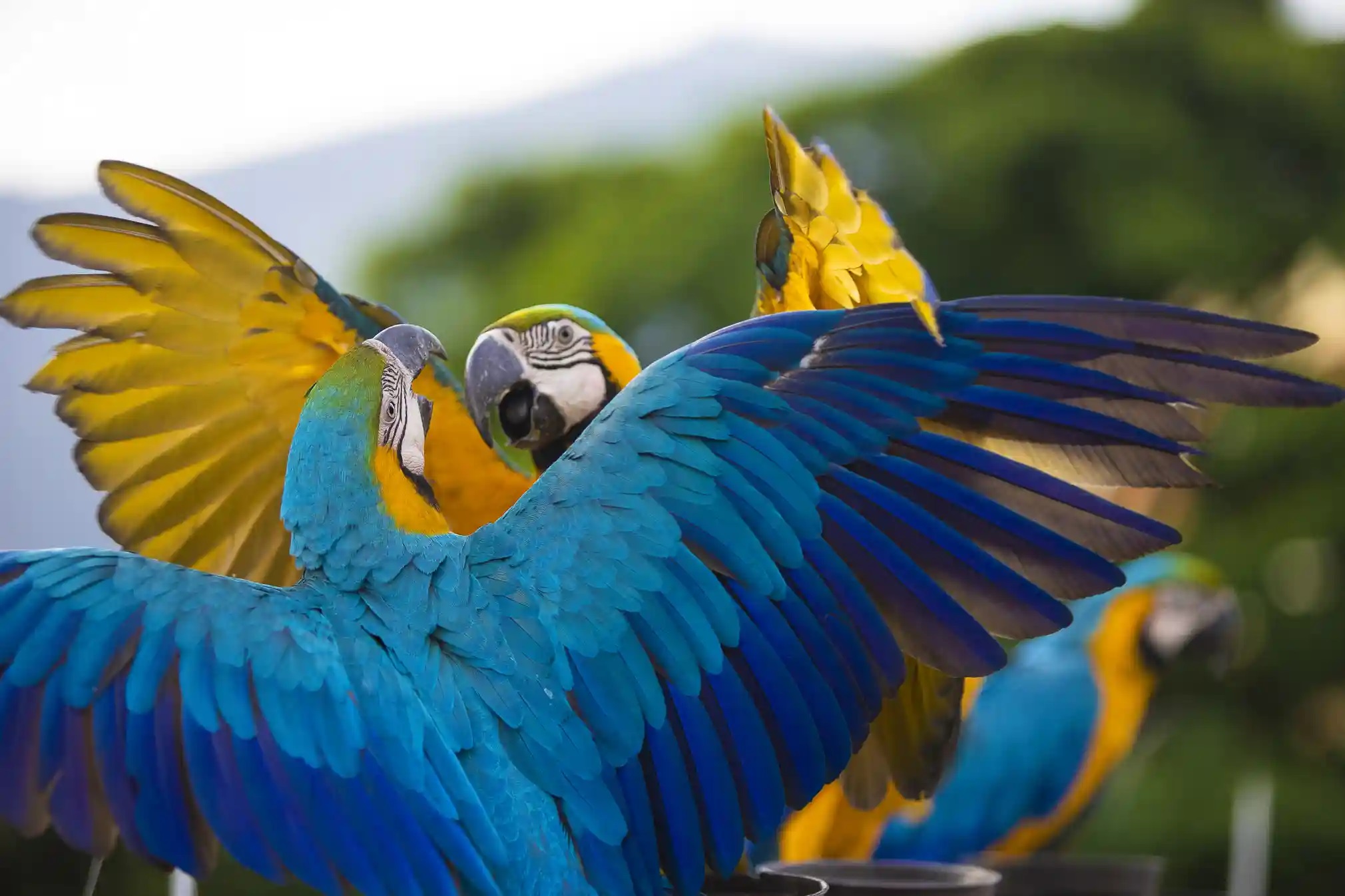 در روز جهانی طوطی، با این حیوان باهوش بیشتر آشنا شویم