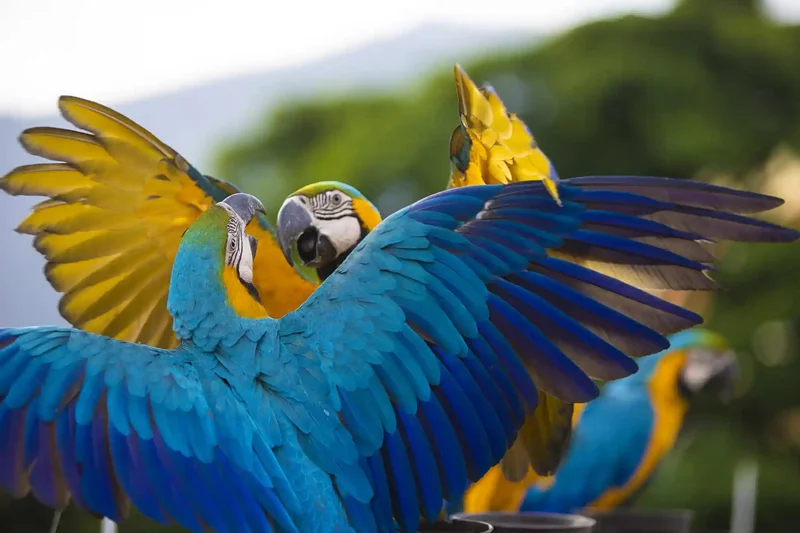 در روز جهانی طوطی، با این حیوان باهوش بیشتر آشنا شویم