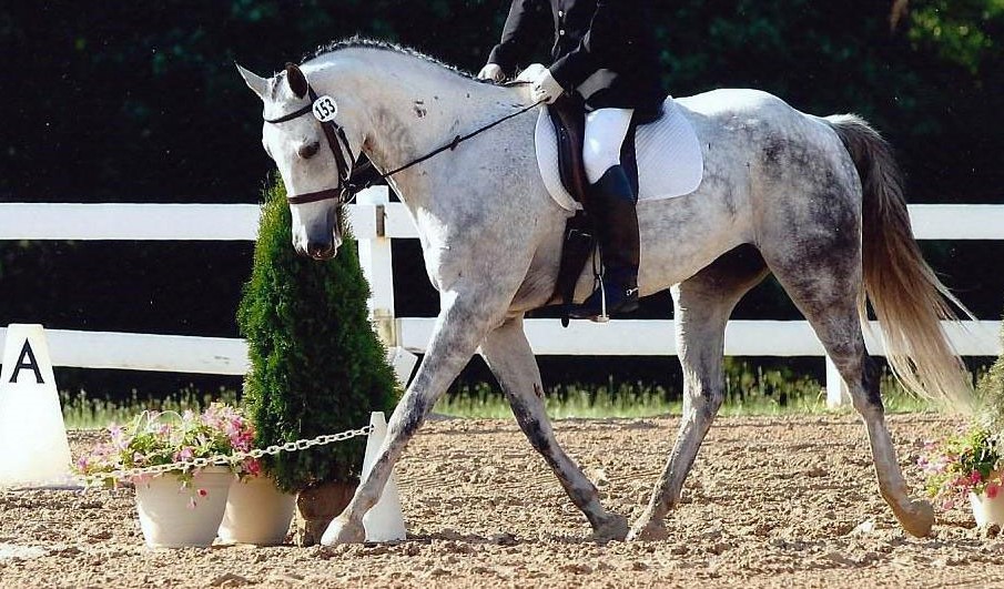 ارزیابی‌های ضروری قبل از خرید اسب؛ باید‌ها و نباید‌ها ‌(بخش نخست)