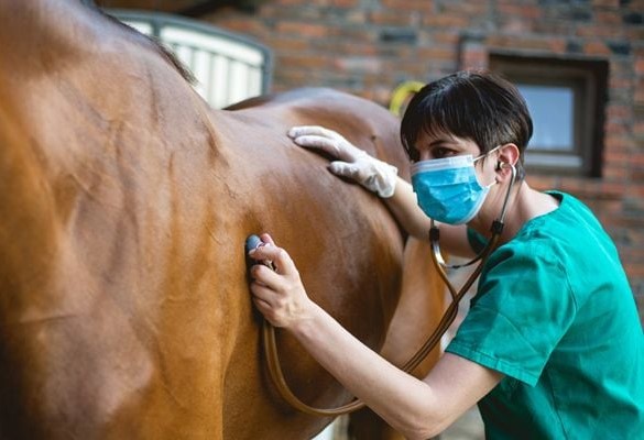 ارزیابی‌های ضروری قبل از خرید اسب؛ باید‌ها و نباید‌ها ‌(بخش ۲)