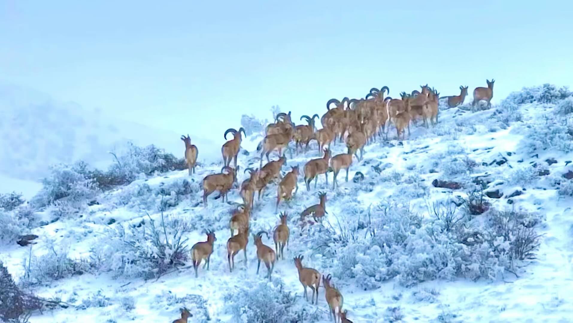 [دیدنی‌ها] گّله قوچ اوریال، پارک ملّی گلستان، اسفند برفی ۱۴۰۲ را یکجا ببینید!