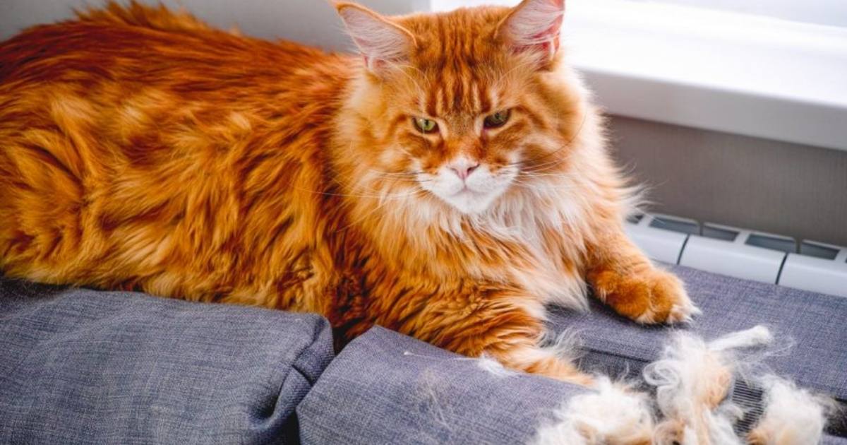 بررسی دلایل و علت ریزش مو و طاسی در سگ و گربه