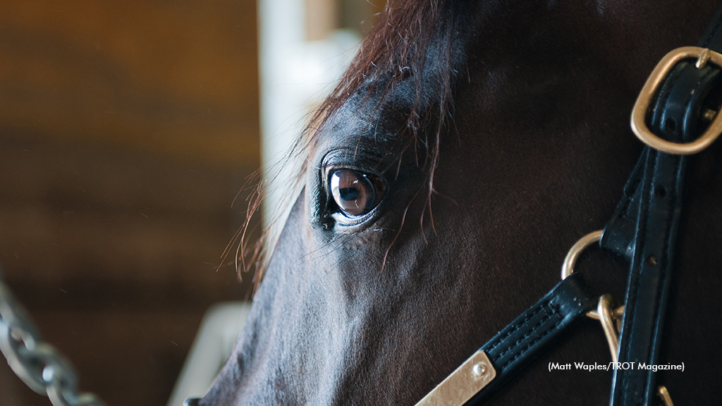 [ویژه دامپزشک] دوره آموزشی مجازی دارو درمانی در اسب و تک‌سمیان