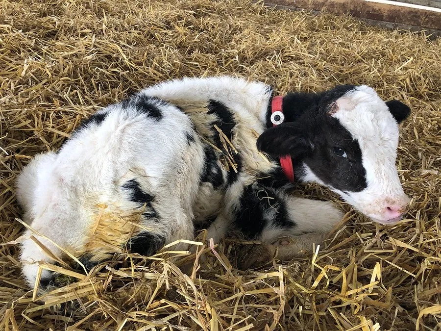 گوساله نوزاد و اسهال... چرا؟ چگونه؟