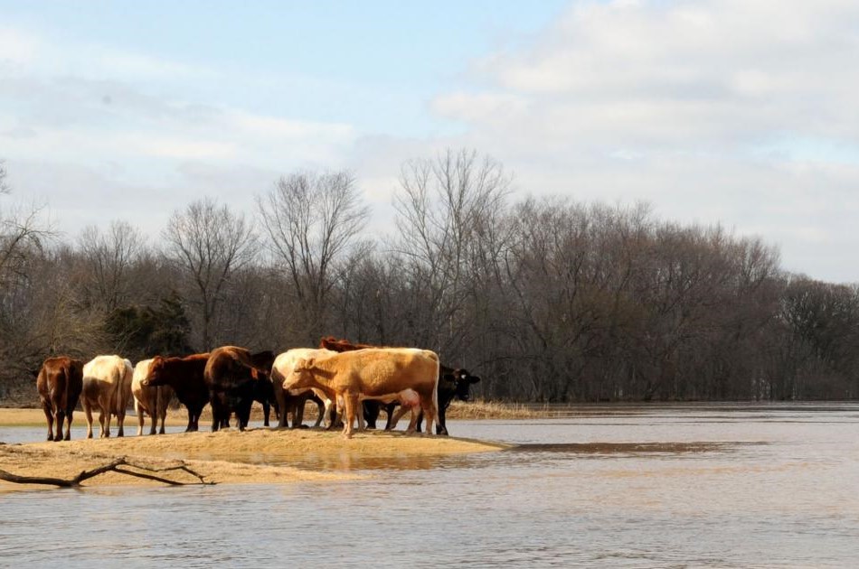 مراقبت از حیوانات مزرعه در هنگام و پس از وقوع سیلاب؛ چه کنیم که آسیب کنترل شود؟