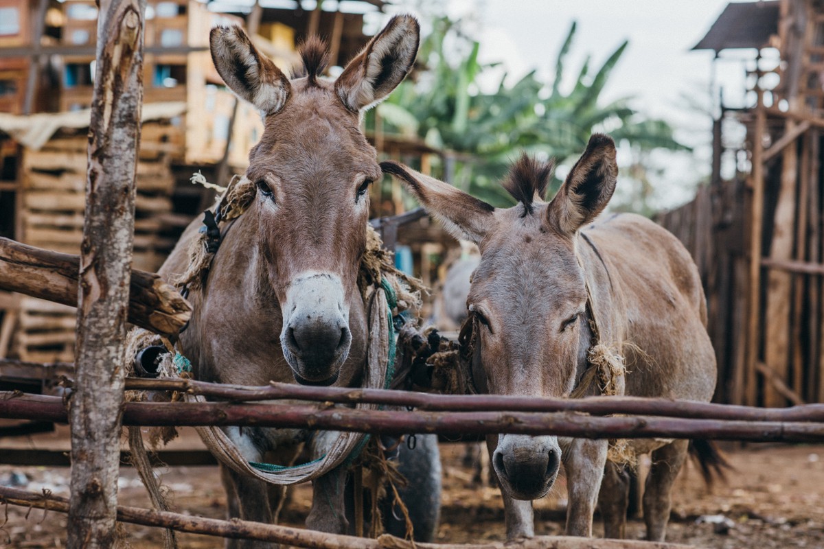 روز جهانی دراز گوش، با اسامی متنوع و فواید غیرقابل انکار !
