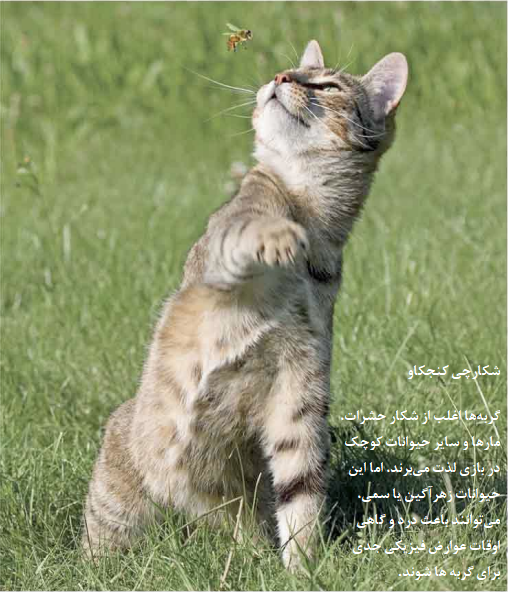 نیش و گزش گربه ها