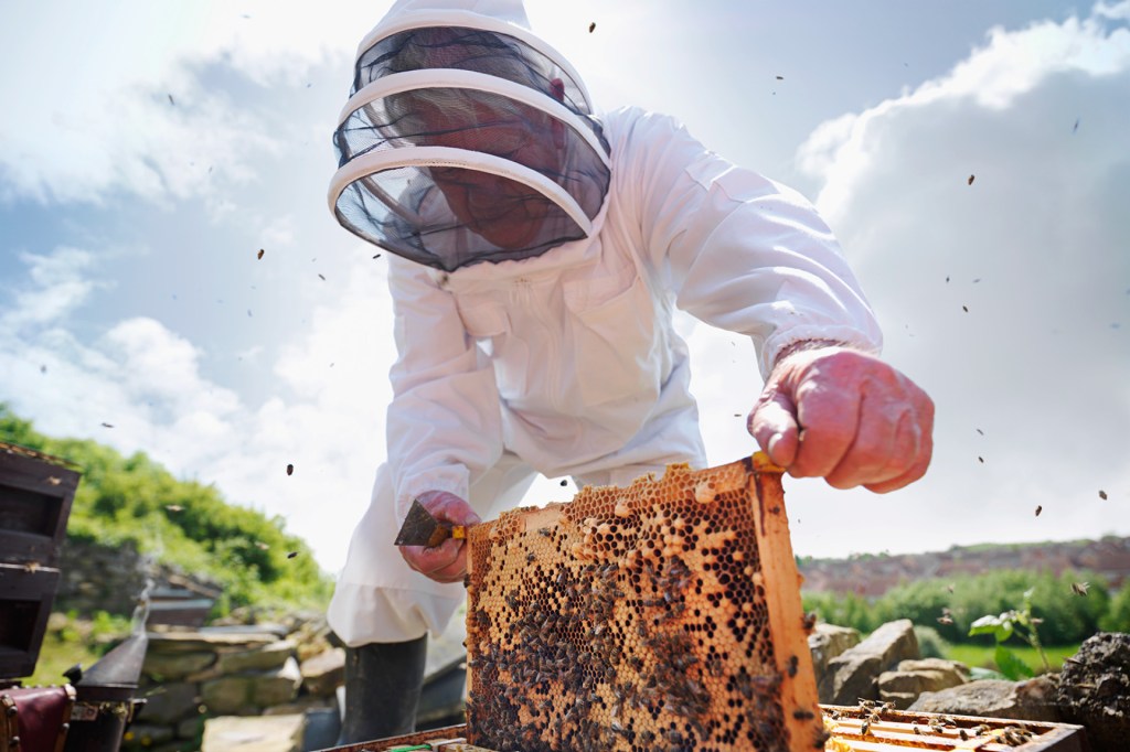 اولین واکسنی که ویژه حشرات ساخته شد‍! از این پس زنبورعسل هم واکسن دارد