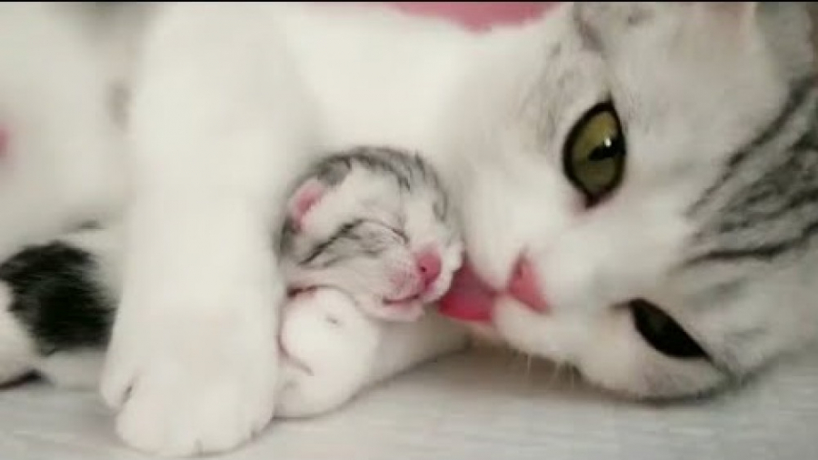 سن مناسب برای سرپرستی توله گربه چه زمانی‌ است؟