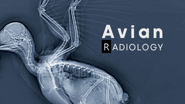 [ویژه دامپزشک] دوره آموزشی مجازی رادیولوژی در پرندگان