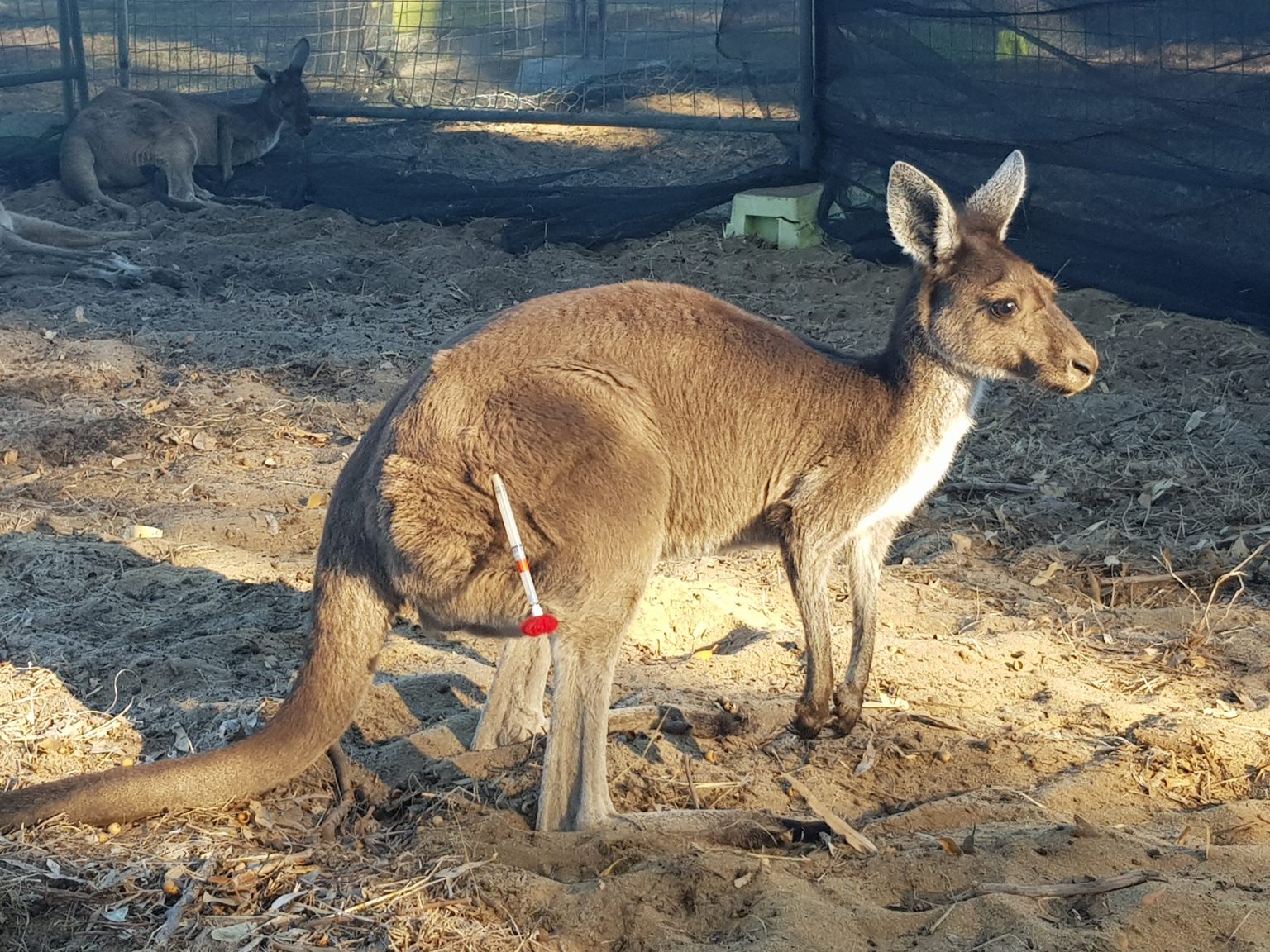[ویژه دامپزشک] کارگاه علمی زنده‌گیری و مقید سازی حیوانات باغ‌وحش و حیات‌وحش با دکتر ایمان معماریان